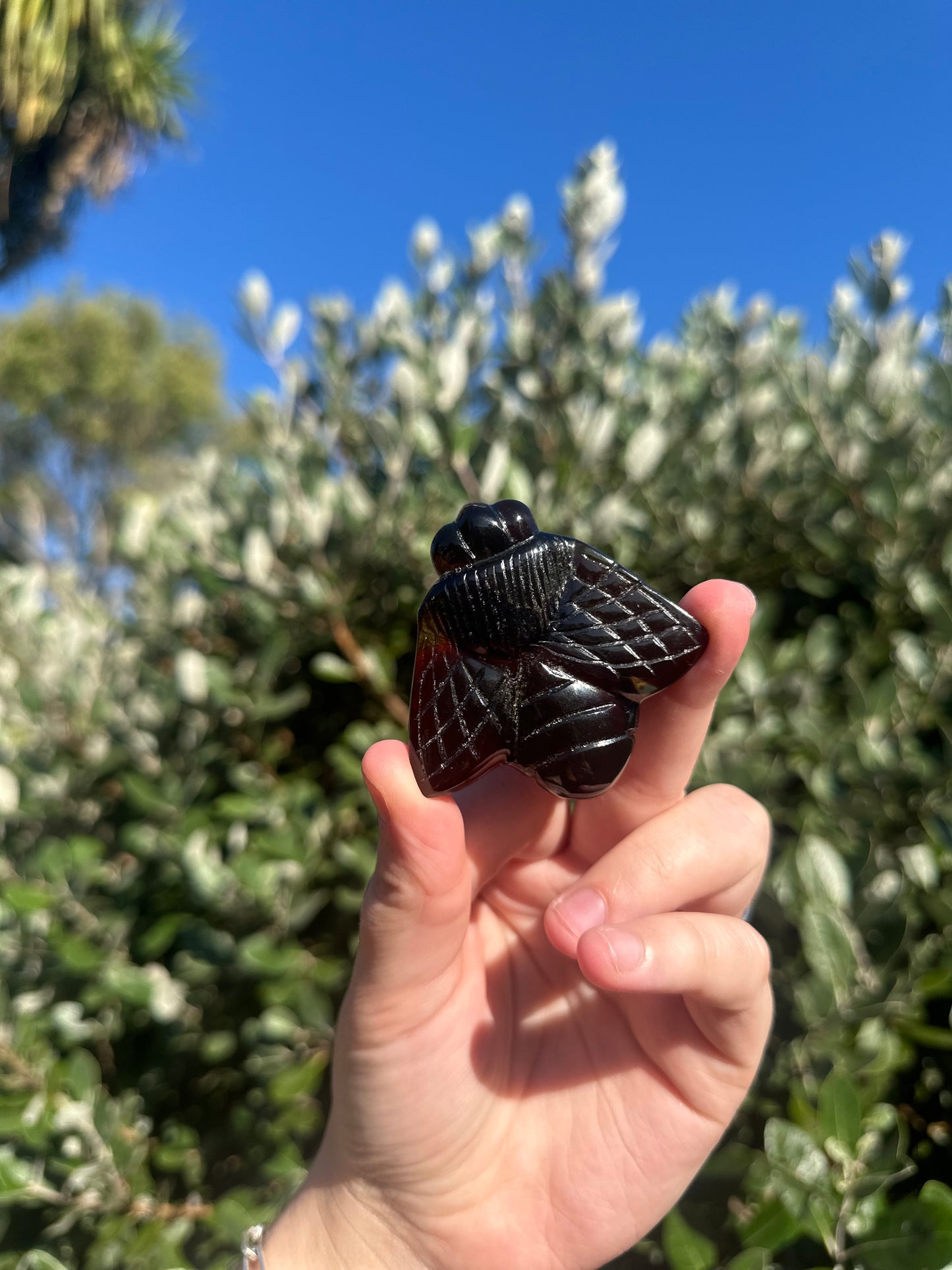 Amber Bee